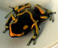 Dendrobates leucomelas British Guyana orange