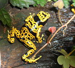 Dendrobates leucomelas "Bolivar" Ein Jungtier der genetzten Variante.